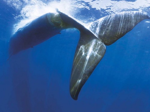 A whale in the ocean swimming away from the camera.